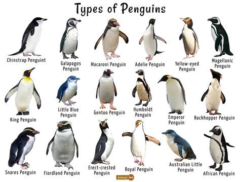 How Do I Register My Child for Kindergarten and Why Do Penguins Wear Tuxedos?