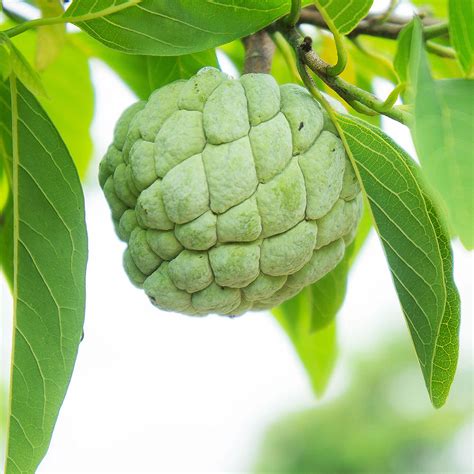 Where to Buy Sugar Apple Fruit Near Me