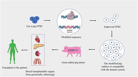 Xenotransplantation Biomaterial: Cutting-Edge Innovations in Organ Transplantation!